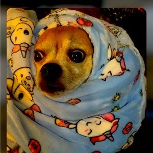 A sale with us, is a treat for my chihuahua 🐕🐾❤️